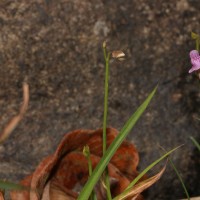 Utricularia graminifolia Vahl